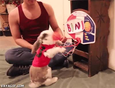 canasta,dos puntos,baloncesto,mate,basket