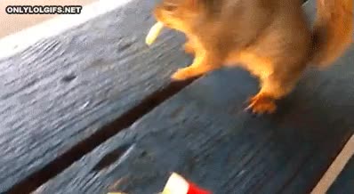 Hambre,Comer,Robar,Patatas fritas,McDonalds,Ardilla,McDonald's