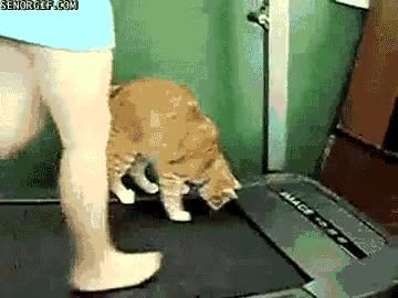 caminar,cinta,chica,gato,gimnasio,correr