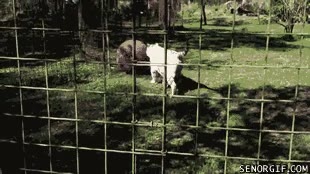 zoologico,tigre siberiano,blanco,pelota,jugar