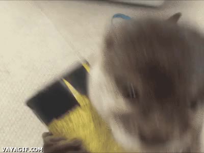 robar,maquina expendedora,nutria,mascota,ladrona