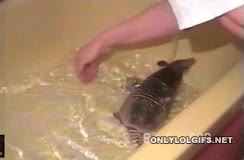baño,agua,disfrutar,jugar,armadillo,limpiar,bañera