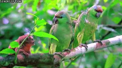 pericos,selva,molestar,mono,rama,periquitos,logos