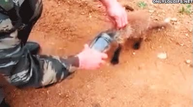 zorro,soldado,fe en la humanidad,ayudar,liberar,bote,vidrio,cristal