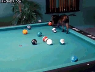 ayuda,perro,billar,pool,bolas,juego,meterlas