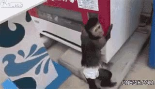 inteligencia,mono,maquina expendedora,frutos secos,coger