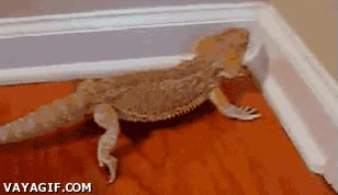 araña,comida,lagarto,gecko,reptil,comer,cazar