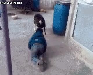 Nunca te enfrentes a una cabra usando sus propias armas dolor,cornada,cabra,cabeza,imitar,niño,cabezazo
