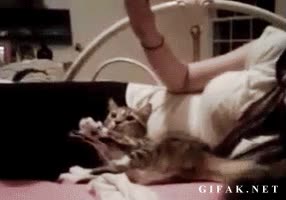 gato,marioneta,imitar,movimiento,chica