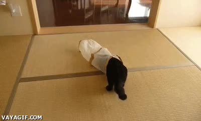 gato,bolsa,trampa,cazado,cazar