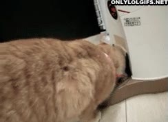 gato,traste,rascar,dispensador,invento