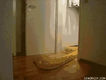 boa,serpiente,abrir,puerta,erguida,armario,escondida