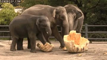 cenicienta,elefantes,destrozar,comida,bestias,calabaza