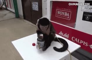 desenroscar,tapa,abrir,zumo,bote,mono capuchino,habilidad,destapar