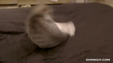 ¡¿Qué es esto, qué es esto?! ¡Oh dios mío, tengo cola! revolverse,susto,atacar,cola,gato