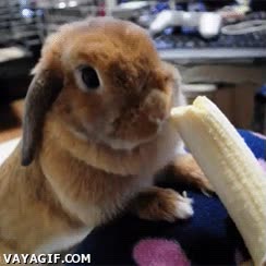 platano,comida,peludo,disfrutar