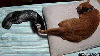 ahorrar,juguetes,cola,jugar,gato