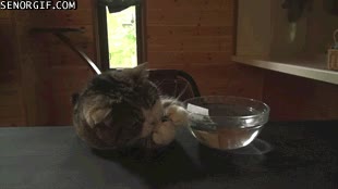 bol,cuenco,Gato,beber,agua,no poder