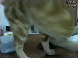 tupper,gato,mano,persona,acompañar,abrir