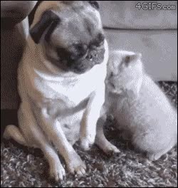 perro,mordiscos,gato,tierno,pug,carlino