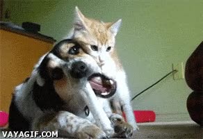 hueso,carnaza,comida,morder,perro,jugar,gato