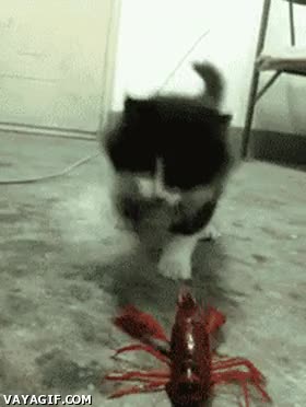 No sé qué eres, pero por si acaso tendré que matarte langosta,miedo,gato,zarpa,matar,lógica,desconocido