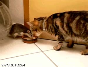 rata,egoista,gato,perezoso,comida,quitar,traste,ratón