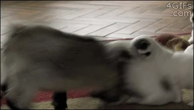 ternura,zidane,cabezazo,hacer el cabra,perritos,cabrito