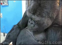 gato,gorila,ternura,momento,cachorros,cachorritos