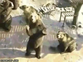 zoologico,oso,llamar,grito,caso,hablar,amable