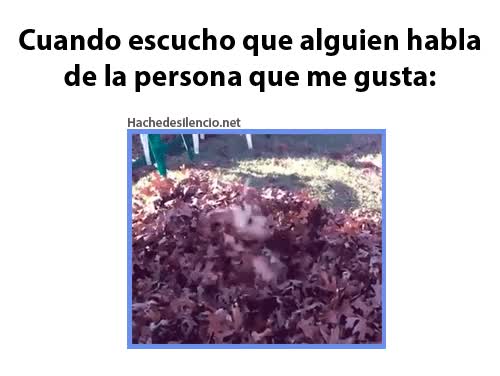 hojas secas,chica,gusto,enamorado,importar,perro,escondite