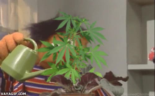 adiccion,ni&ntilde;os,plaza sesamo,marihuana,programas,regar