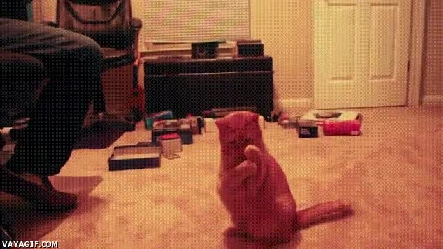 gato,burbuja,atrapar,inocente,ingenuo,reventar