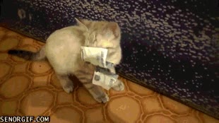 gato,billete,coger,jugar,paga,nomina