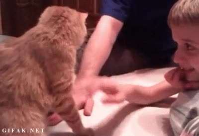 gato,manos,obligar,diversión,abajo