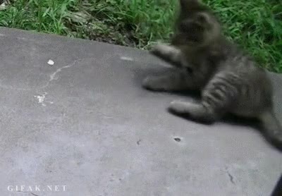 borde,caerse,tumbarse,gato,bordillo,fail