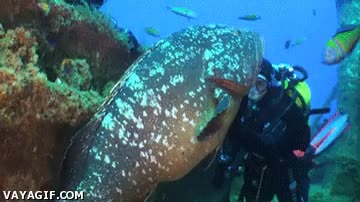 mero,amigos,buceo,buceador,submarinista,mar