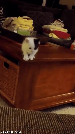 El cálculo de distancias no suele ser el fuerte de los gatitos Saltar,Gato,Suicida,Neko,Mesa,Sofa,Fail