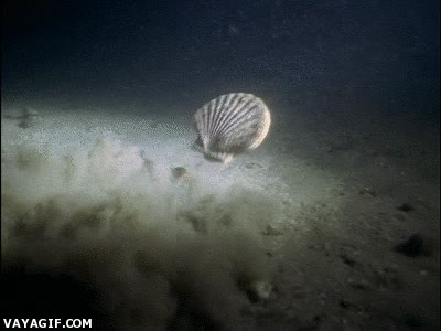 Cuando alguien te diga que las almejas son animales estáticos, enséñale esto correr,almeja,mariscos,nadar,y va dando palmas