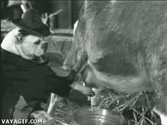 perro,vaca,ordeñar,leche,bn,pelicula