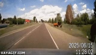 accidente,vaca,coche,montar,cruzar,choque,seguros