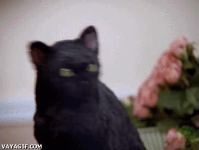salem,sabrina,cosas de brujas,gato,guantazo,bofetada,falso