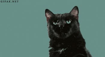 Felinos,Pantera negra,Gato,Rugir,Igualitos