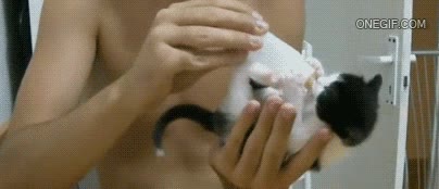 biberon,gato,cachorro,hambriento,mover