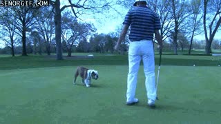 perro,bulldog,golf,coger,bola,golfista,llevarse la pelota