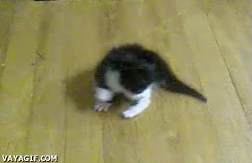 gato,dormir,borracho,ebrio,gatito,vueltas