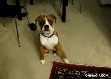 perro,pedo,bóxer,reacción,susto,asco