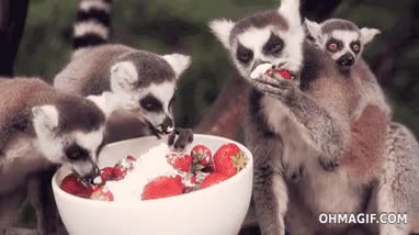 lemúres,monadas,cuenco,fresas,nata,comer,lemur
