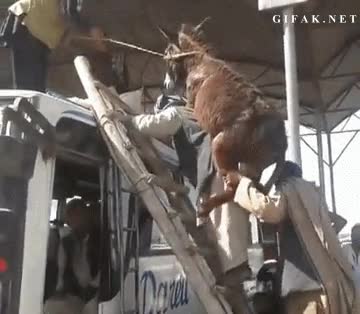 burro,montar,pakistan,escalera,transporte,cargar