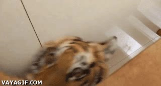 paparazzi,c&aacute;maras,molestar,tigre,enfadado